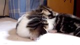 软萌萌的小可爱上线，真是可爱的猫咪呢，想养！