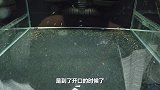 孔雀鱼苗的开口粮，除了丰年虾跟洄水，自制的蛋黄液更是拍手叫好