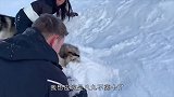 哈士奇惹主人生气，被带到雪地埋起来，它却开心坏了