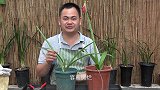 朱顶红花谢后，让它快速恢复生长的“及时雨”