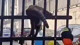 猫咪被校园围栏贯穿，还好消防员及时救出