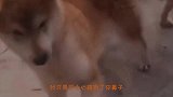 猫哥：你再翘一下哈，就差一点了