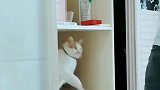 猫：你走开点，别在我眼前晃悠！