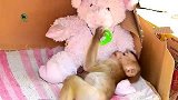 孤儿猴拼命吸奶嘴，忘记了一切