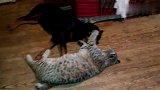 山猫跟拳师犬拥抱在一起睡觉，主人被这对cp雷到了