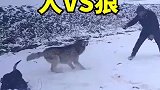 人类大战野狼，一个牛头引发的战斗！