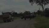 犀牛突然发飙攻击路过汽车,导致差点翻车,吓坏车上乘客!