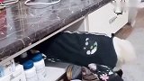 球宝把球爸的风扇移到自己那，一听球爸带它找小母狗，球宝就怂了