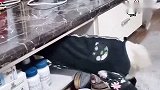 球宝把球爸的风扇移到自己那，一听球爸带它找小母狗，球宝就怂了