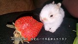 兔子吃草莓却意外“走红”，看完视频后，网友们都坐不住了！