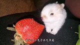 兔子吃草莓却意外“走红”，看完视频后，网友们都坐不住了！