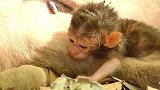 在生命最后时光里，猴妈依依不舍自己的孩子