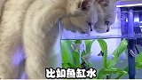 太太太离谱了，猫咪的奇怪癖好，哪一个让你破了防！