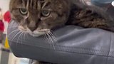 女子宠物医院遇23岁猫咪