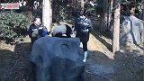 熊猫宝宝：奶妈赖皮，有本事把我们放地上看看谁能跑过谁