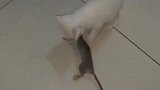 猫：快还给我，这是我抓的老鼠！