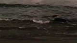 女子在海边发现海豚搁浅在沙滩，女孩进行语言安慰