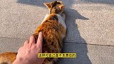 路边的野花不要采，路边的小野猫该摸么？