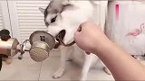 作为一个吃播，吃相这么难看