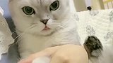猫咪团子有间接性暴怒症，无缘故的就发脾气，女主差点被挠毁容
