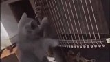 现在这猫没点才艺都不好意思出来混啊