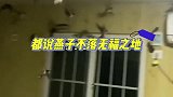燕子成群进屋避寒，福气满满，燕福不浅