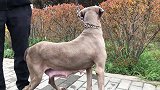 欣赏下德国魏玛犬，头脑机智，嗅觉灵敏，速度快，易驯化服从性好