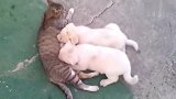 猫咪：后妈不好当