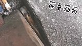 看完我相信龙是真实存在的