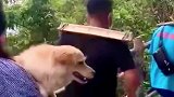 女子花千元让轿夫把她和狗狗送上山顶
