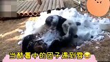 当酷暑中的熊猫团子遇到雪！