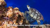 潜水者在水草下发现一个大钳子，伸手一掏，真的藏着个大家伙