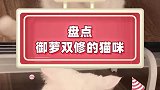 从表情包到小公主治愈猫咪