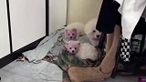 狗妈妈带狗宝宝偷吃火龙果，主人回家发现证据全在脸上