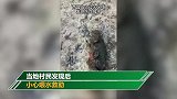 西昌火灾现场发现伤亡猴子 村民小心喂水救助