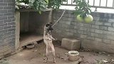 哥们，你看到上面那个柚子没？你给我拿一个，以后这一片我罩着你