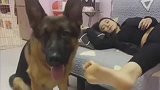 女主人伸脚调戏德牧，结果却反被狗狗黑了一把，男主一旁笑喷了