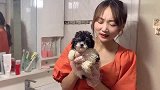 小妹筛选的花泰迪，种类珍稀少有，沐浴后当前一亮萌翻全场