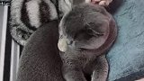 猫：只有把老婆伺候好了，才能吃上小鱼干！