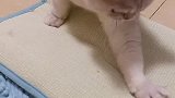 所谓一物降一物，来看看你的三个猫咪谁最有地位。