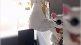从未见过如此硬核的招财猫 这不是招财是打劫吧