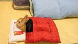 【宠物星球】身为一只兔子，它居然起床后还会叠被子