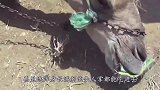 男子在野外发现一头骆驼，仔细一看，呆住了！