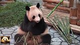 220斤的熊猫良浜坐在地上乖乖进餐，胖嘟嘟的娃娃脸萌到犯规