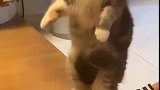 猫：不给小鱼干我就不起来，我就不站，看你拿我咋办！