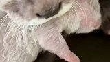 水獭是群居动物，生下宝宝后，会把宝宝带到同类面前