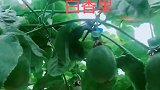 新疆的白香果，亲眼看到，惊喜不惊喜