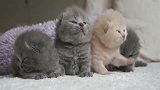 一群打瞌睡的小奶猫：我要找我妈