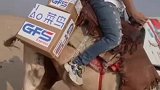 小哥骑骆驼送快递，1小时送1单