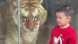 把老虎弄疯只需一个人类幼崽，真是初生牛犊不怕虎